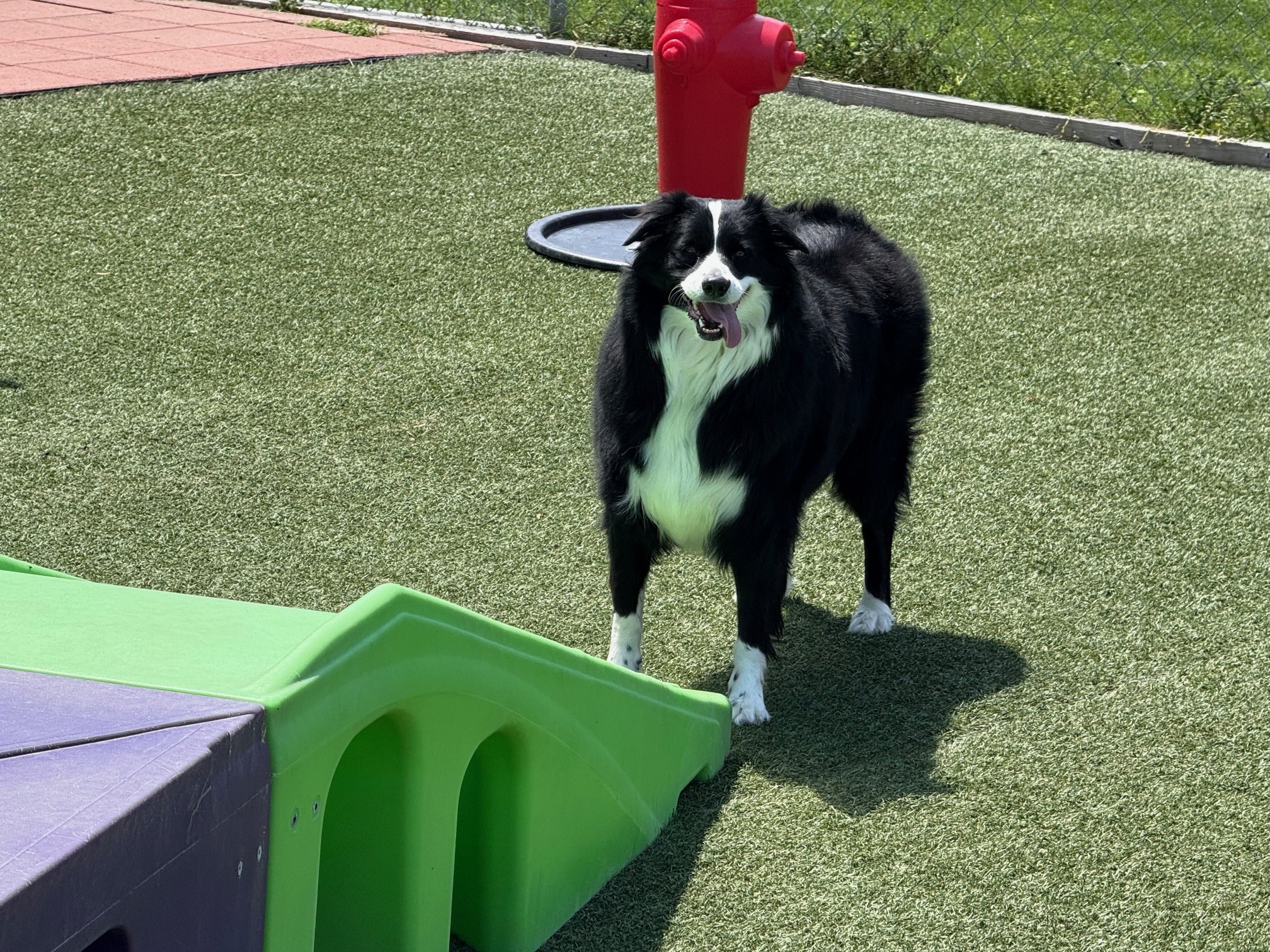 4 pet resort mill hall pa