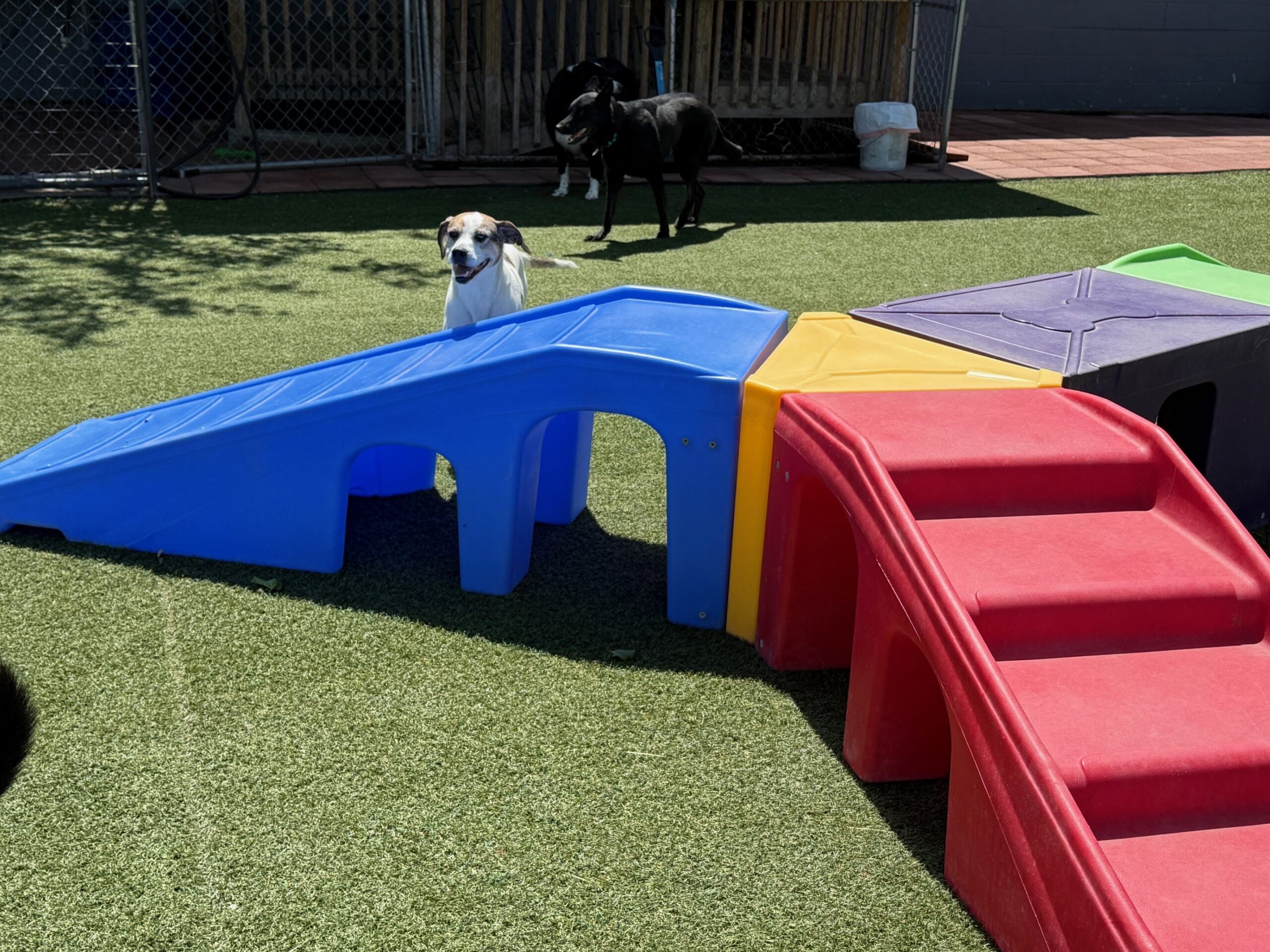 5 dog daycare mill hall pa