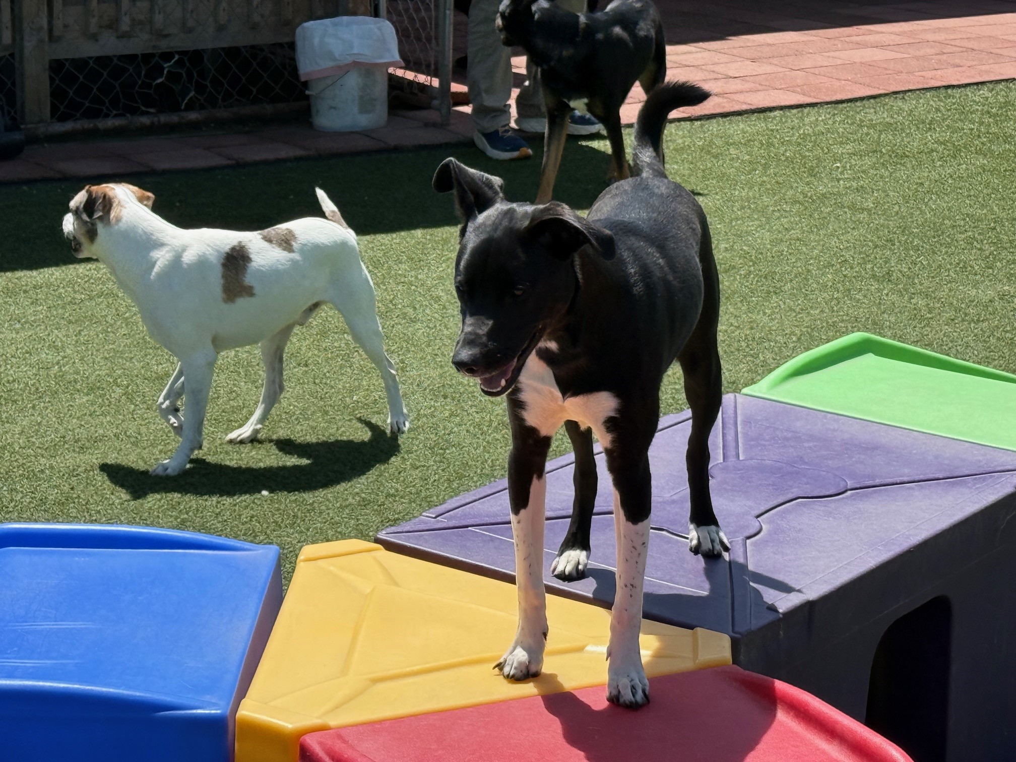 dog boarding mill hall pa