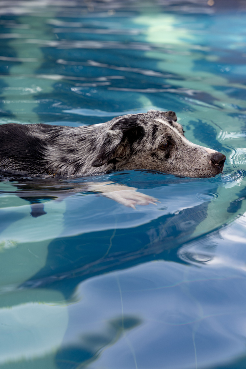 dog grooming mill hall pa