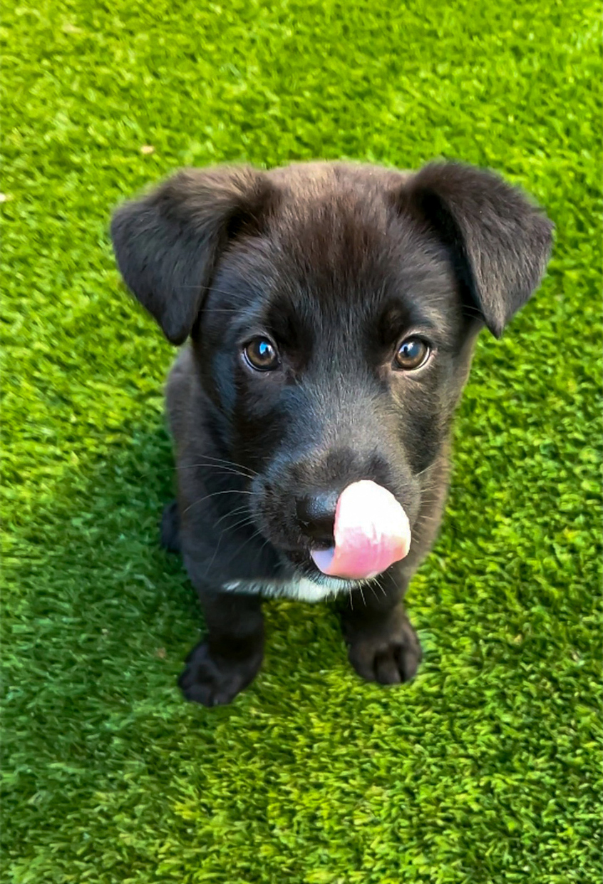 Black Lab Puppy Licking Face dog daycare mill hall pa