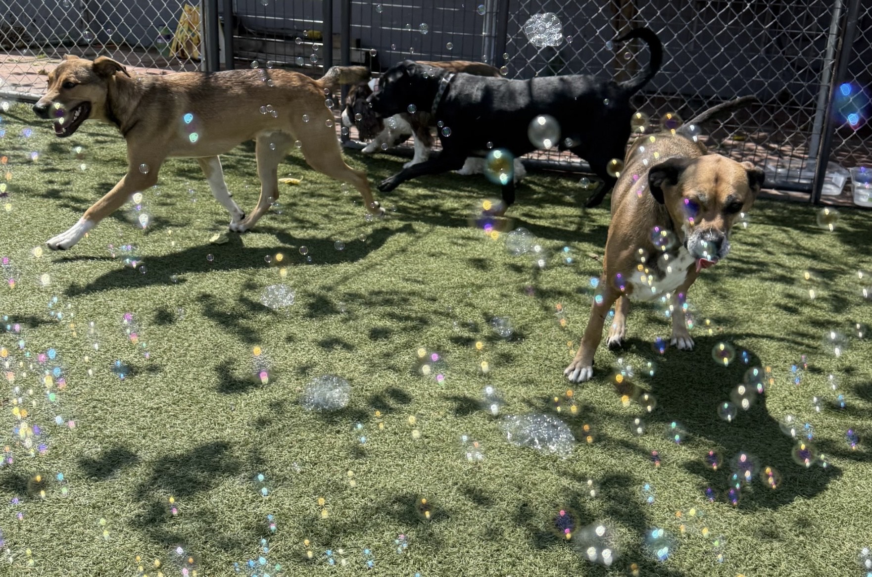 dog boarding mill hall pa