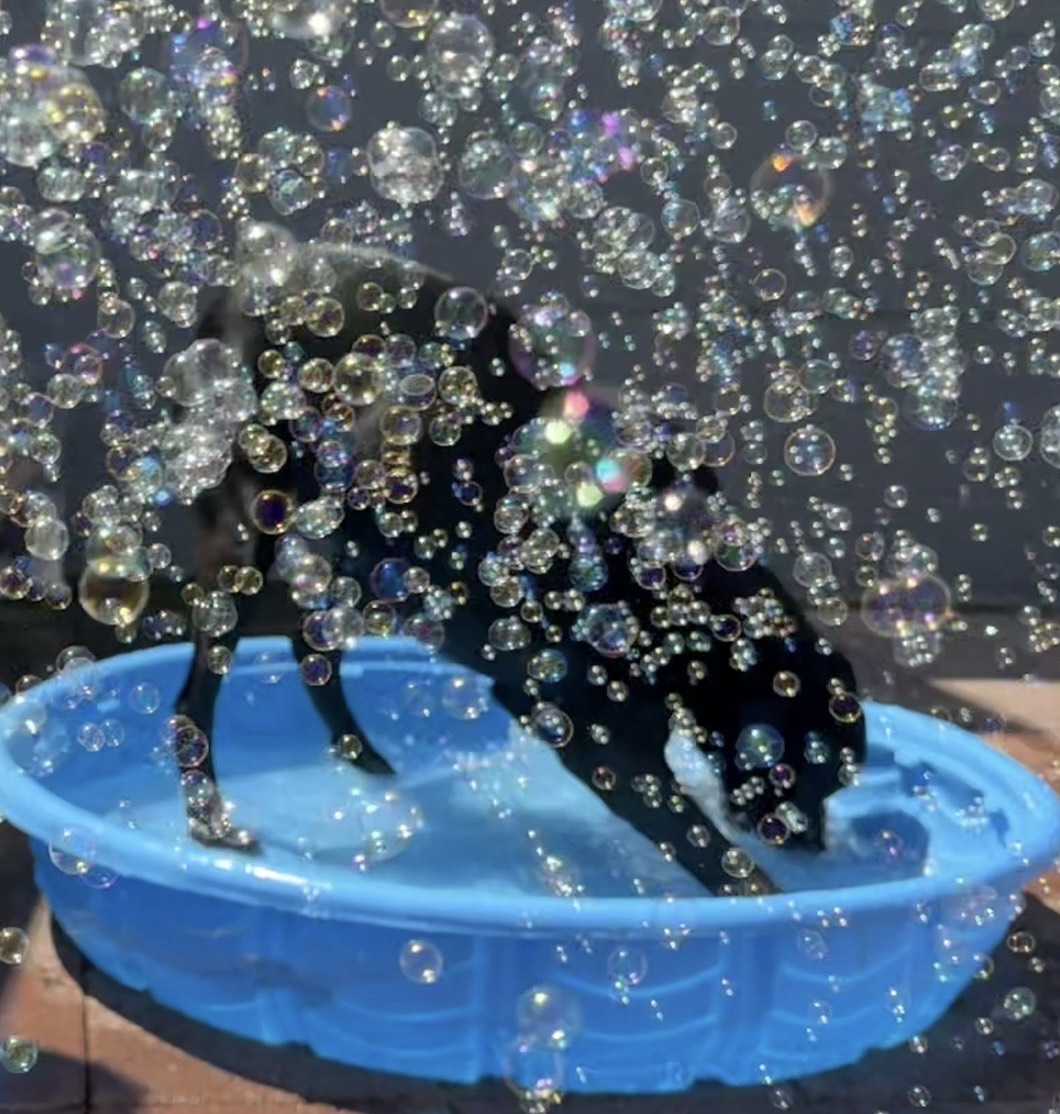 dog daycare mill hall pa