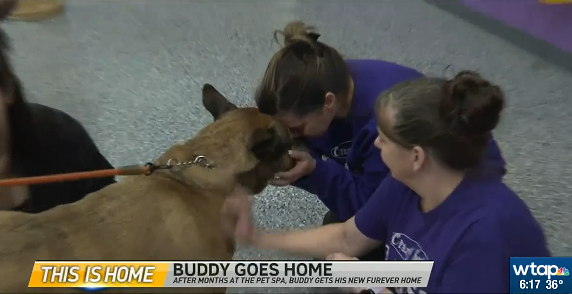 Smiling Dog playing with toy football