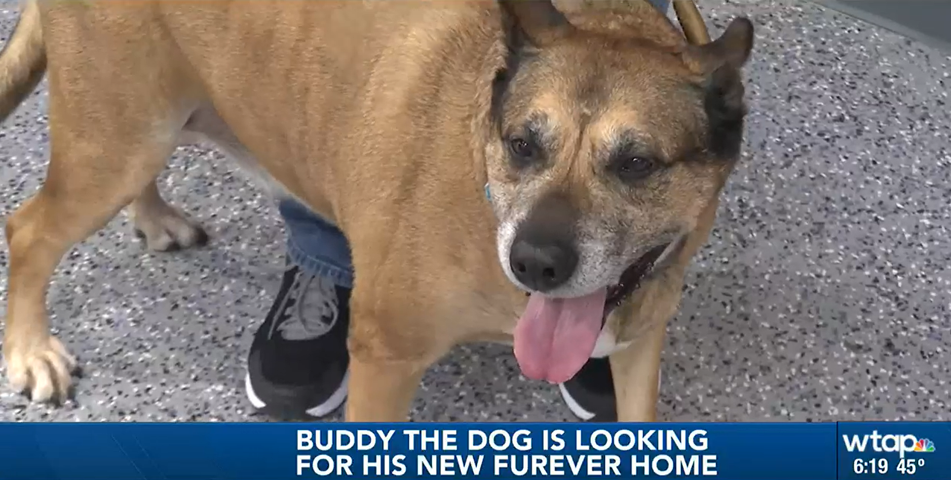 Buddy Looking for his Furever Home