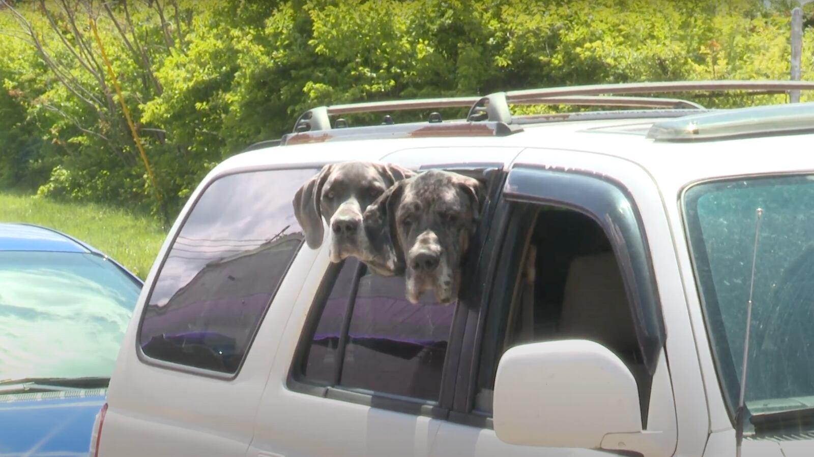 Smiling Dog playing with toy football