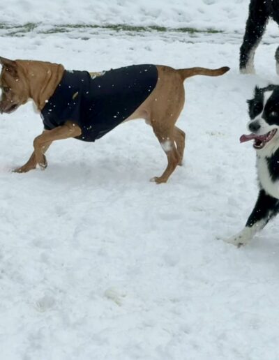 Dogs playing outside in snow at Crazy Bone Pet Resort