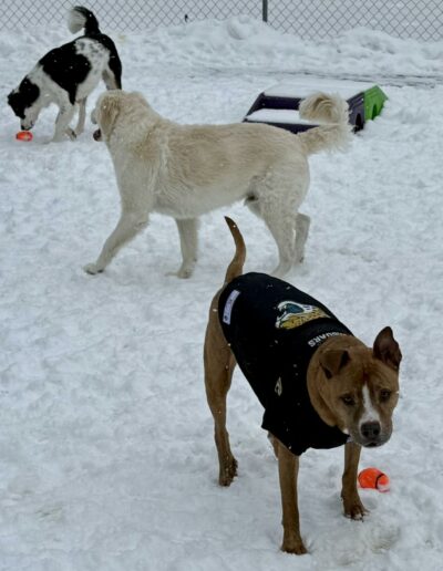 Dogs playing outside in snow at Crazy Bone Pet Resort