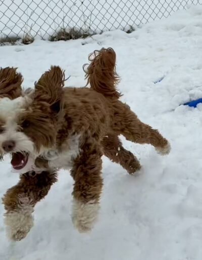 Dogs playing outside in snow at Crazy Bone Pet Resort