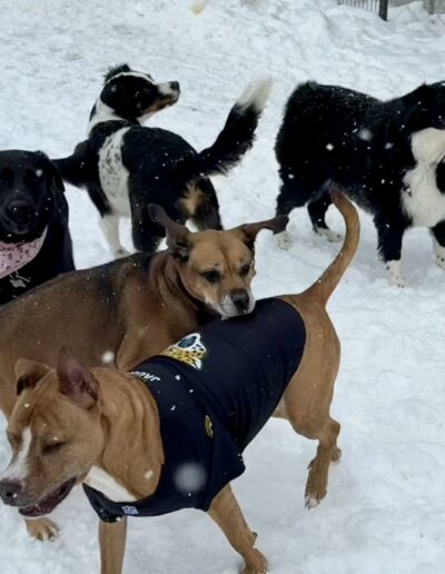 Dogs playing outside in snow at Crazy Bone Pet Resort