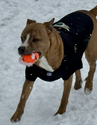 Dogs playing outside in snow at Crazy Bone Pet Resort
