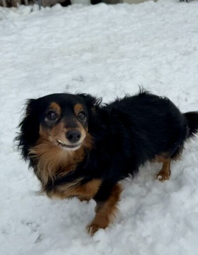 Dogs playing outside in snow at Crazy Bone Pet Resort