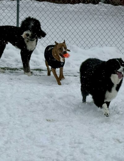Dogs playing outside in snow at Crazy Bone Pet Resort