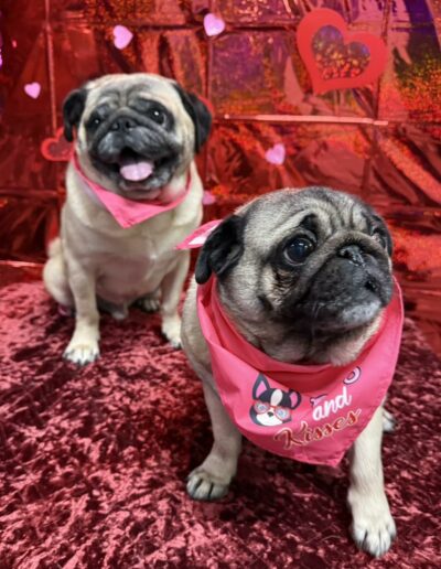 Events at Crazy Bone Pet Resort