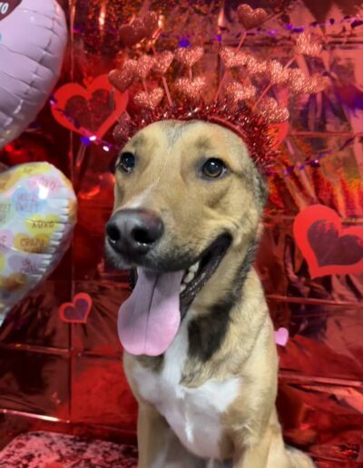 Events at Crazy Bone Pet Resort