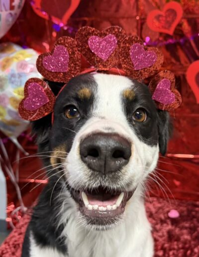 Events at Crazy Bone Pet Resort