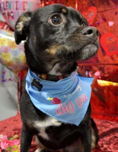 Events at Crazy Bone Pet Resort