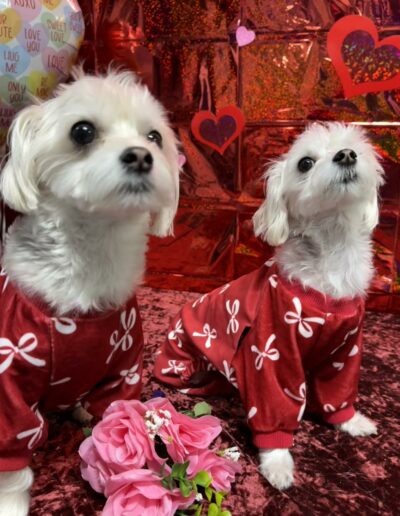 Events at Crazy Bone Pet Resort