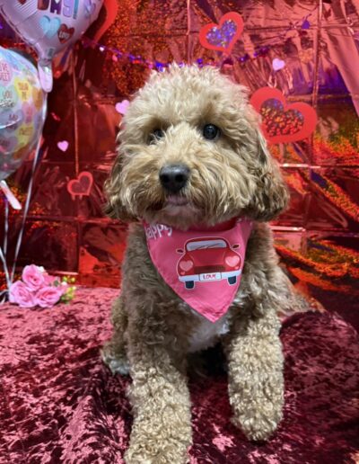 Events at Crazy Bone Pet Resort