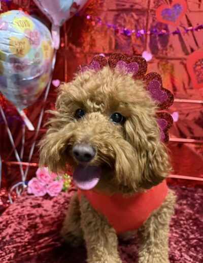 Events at Crazy Bone Pet Resort