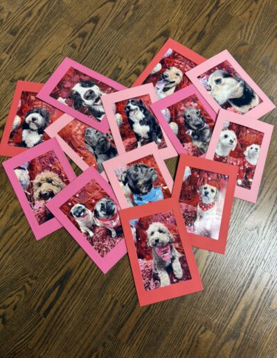 Events at Crazy Bone Pet Resort