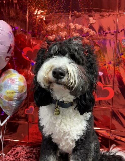 Events at Crazy Bone Pet Resort