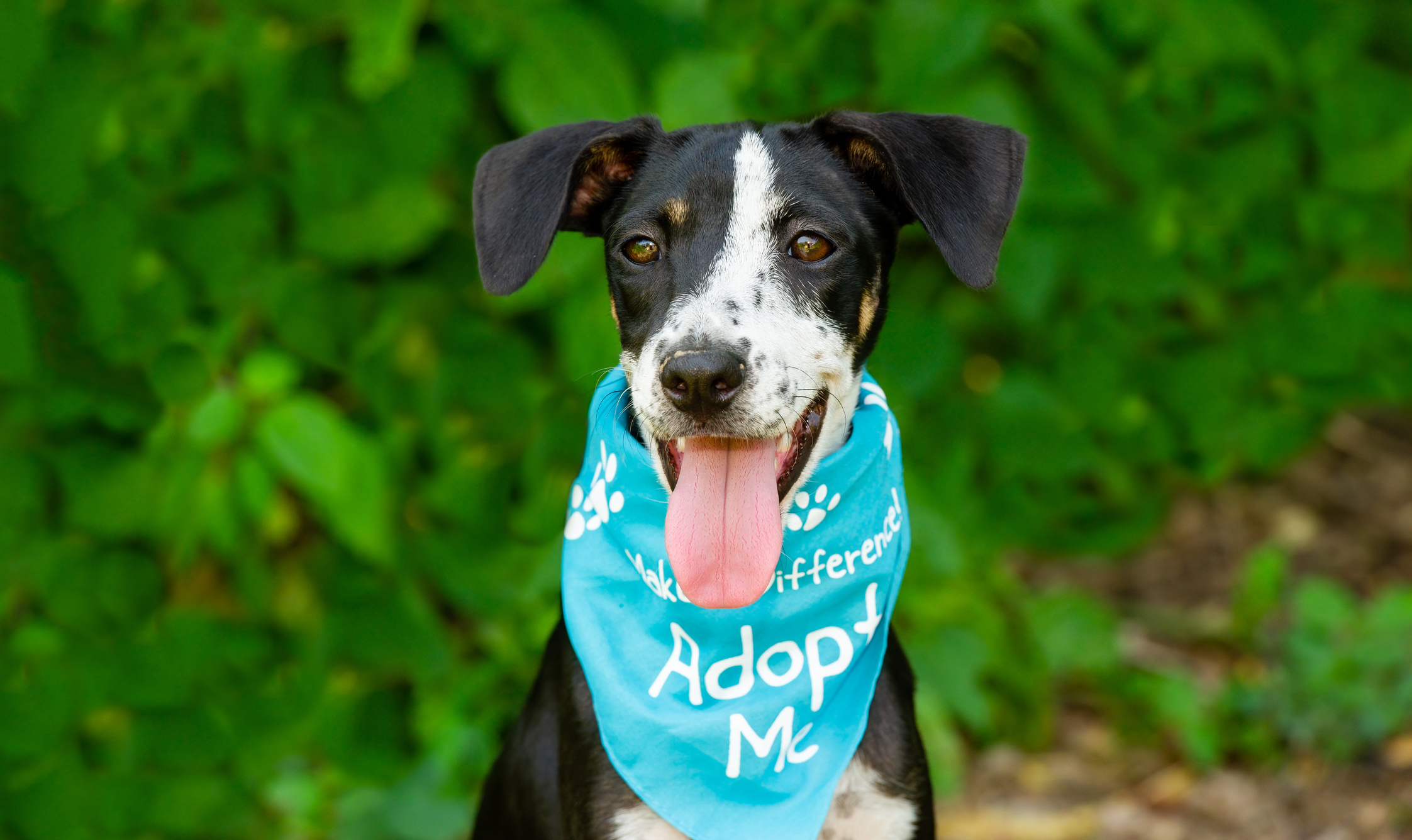 Dog Adoption Promo